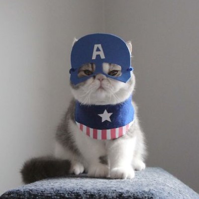 An Unhappy Captain America cat