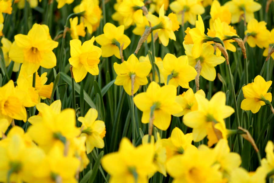 Some daffodil flowers for our Birthday Corner March 2020 babies
